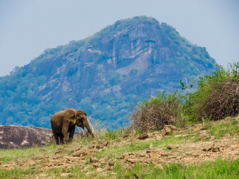 Giant,Asian,Elephant,Feeds,On,Grass,Vegetation,In,A,Mountain