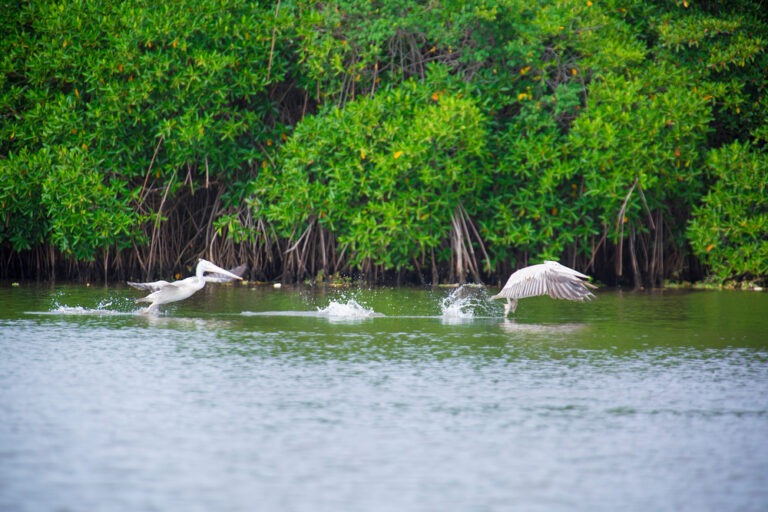 Pelican,,Muthurajawela,Wetlands,Sri,Lanka