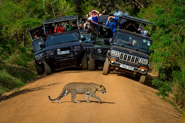 Leopard,Crossing,The,Road,In,Front,Of,Audience